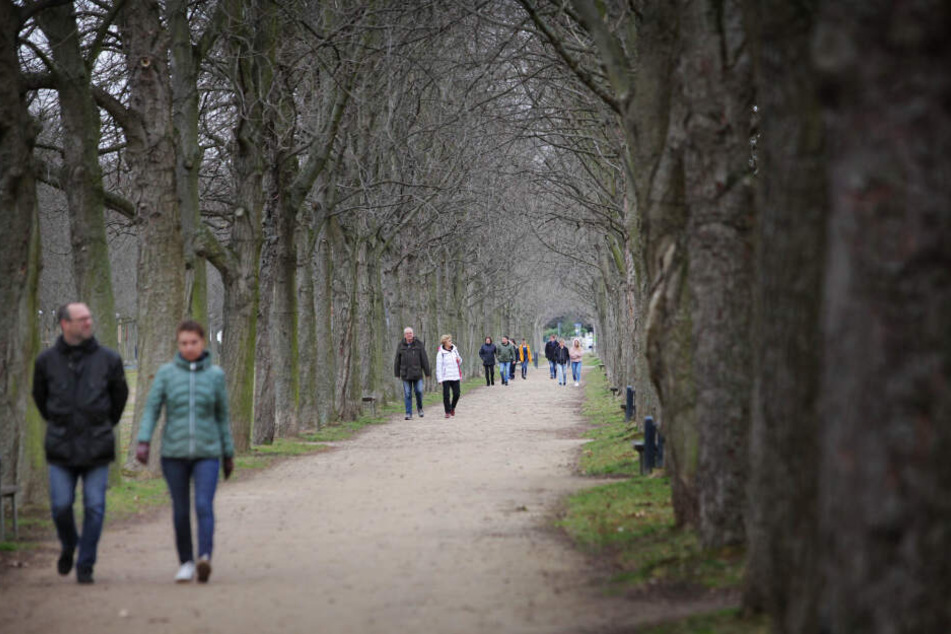Allee mit MenschenBis zum Beginn der Gartensaison Ende März wird kostenlos im Park spaziert.