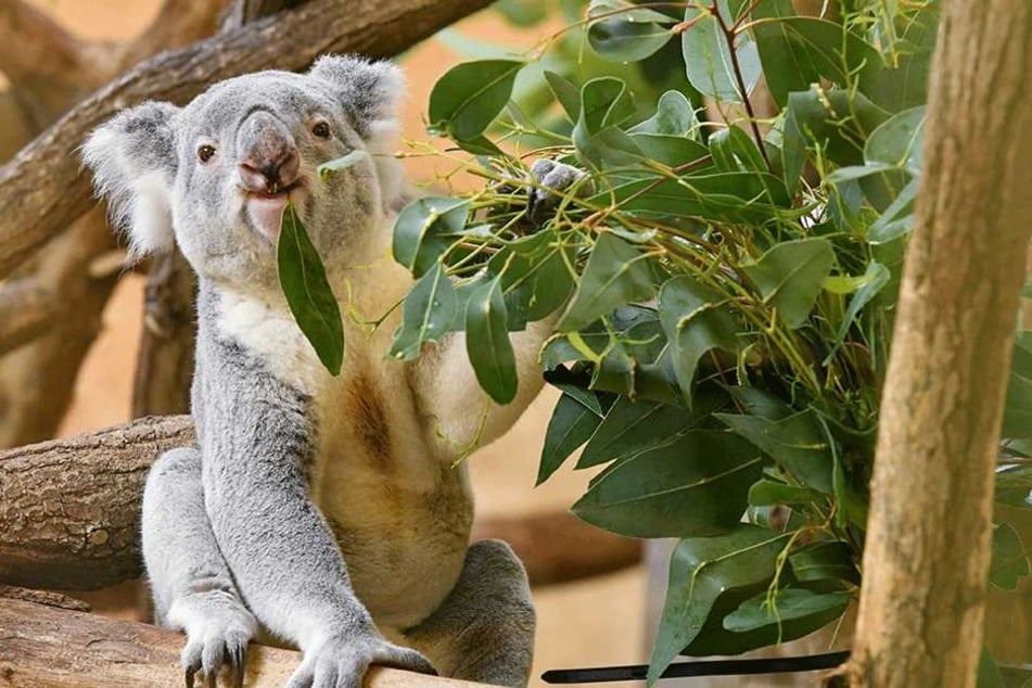 Auch die Koalas im Prof. Brandes Haus werden den Kids vorgestellt.