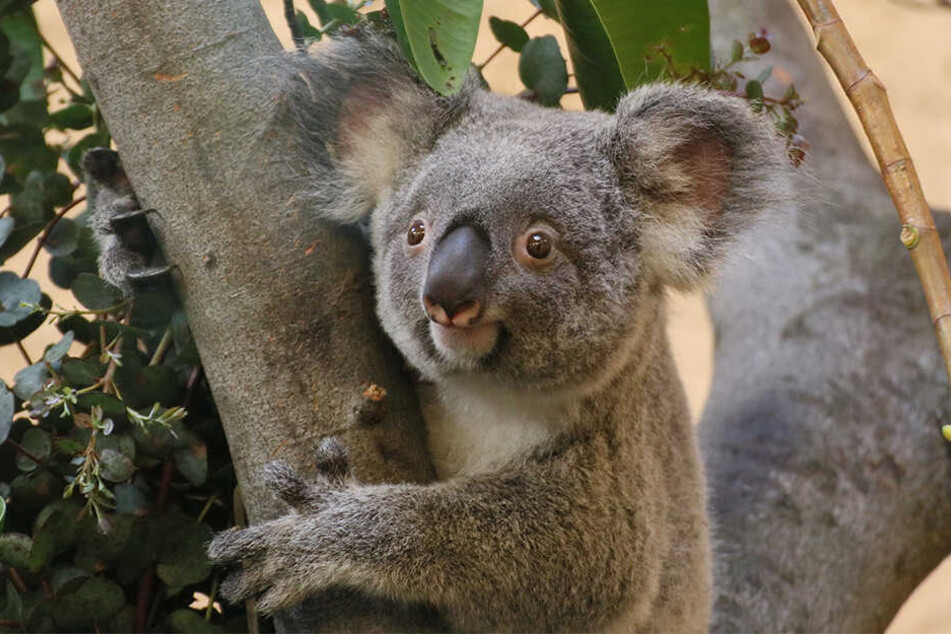 Sydney Versteckt Ein Koala Baby Im Beutel Tag24 Davon verzehren sie jeden tag gut ein kilogramm. sydney versteckt ein koala baby im