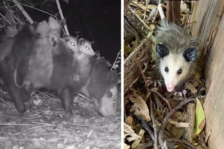 Wie sich später herausstellte, war ein Opossum-Weibchen samt zahlreicher Jungtiere eingezogen.