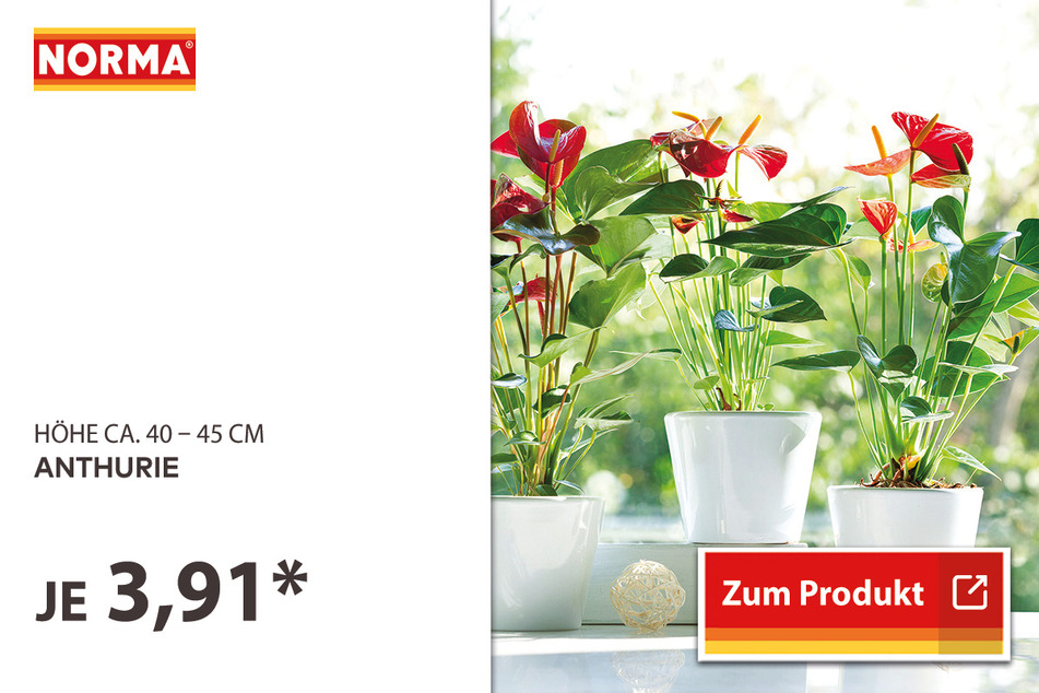 Anthurie für 3,91 Euro.