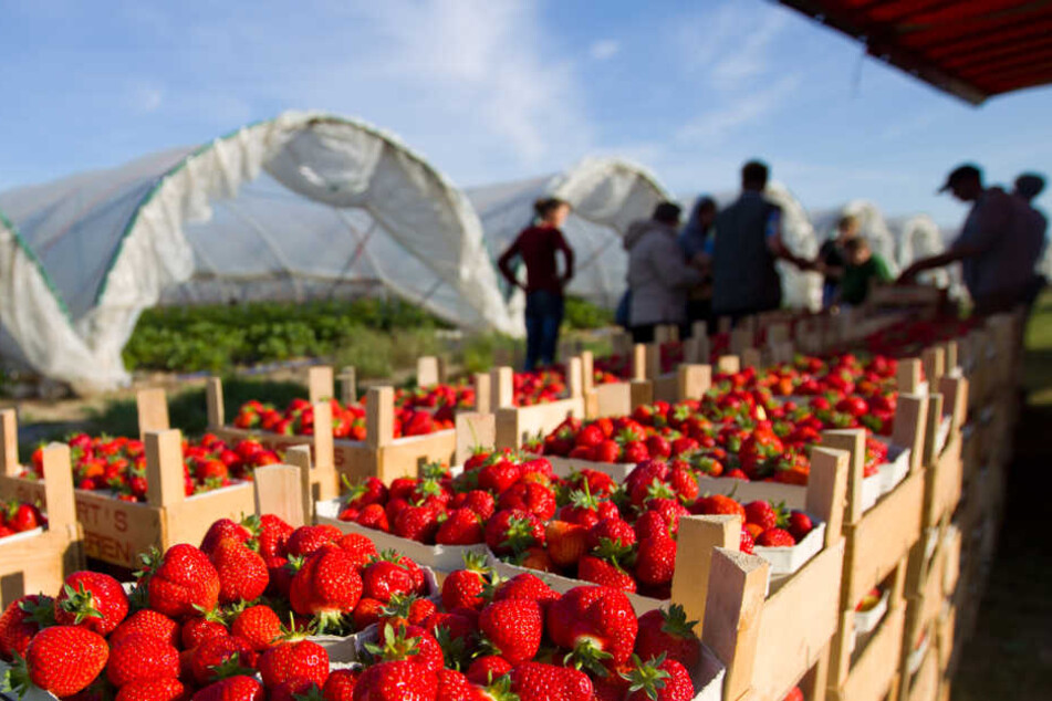 Im Vergleich zu einem normalen Jahr fiel die Erdbeerernte 2018 um 40 Prozent geringer aus. Eine Katastrophe für die Obstbauern. (Symbolbild)