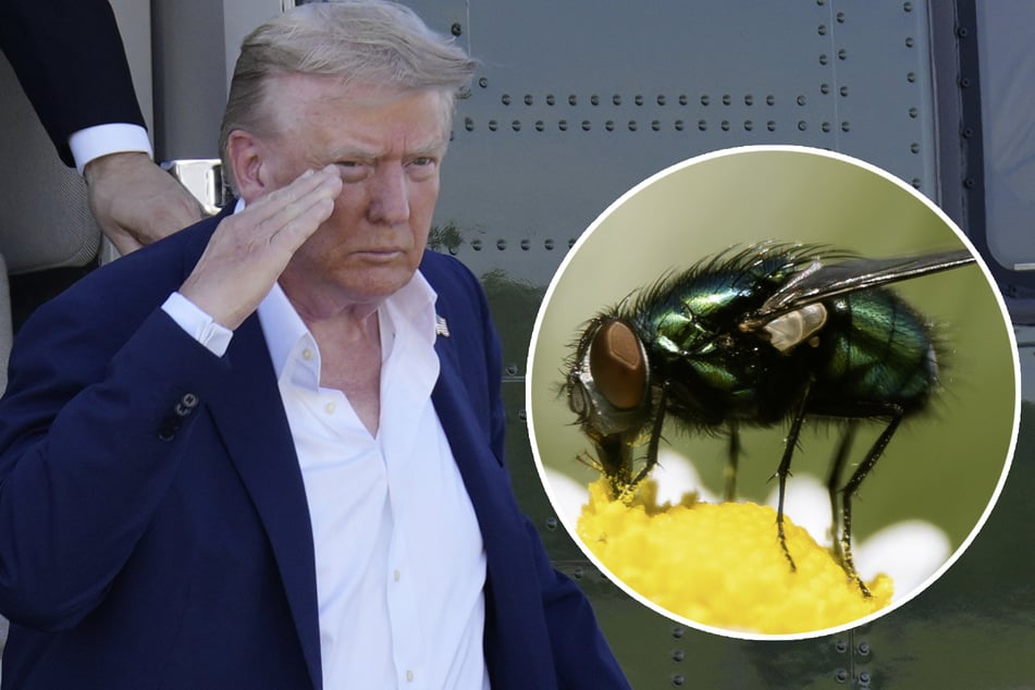 Die US-Regierung um Donald Trump (79) möchte die Fliegen, die ihre Nutz- und Haustiere bedrohen, mit anderen Fliegen bekämpfen.