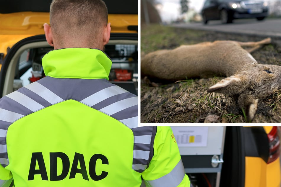 Wegen Wildunfällen: ADAC fordert mehr Hilfe von Autoherstellern