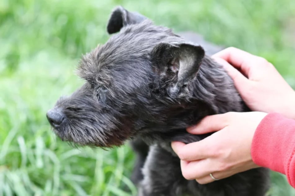 Die süße Hunde-Oma sucht nach einem letzten Zuhause für immer.