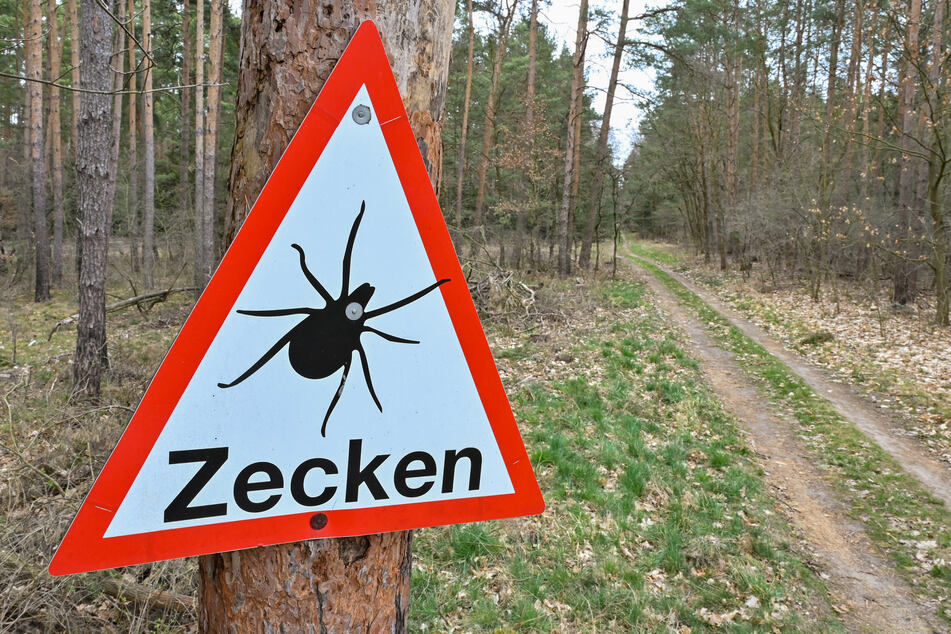 Durch die Erderwärmung sind immer mehr exotische Insekten auch in Mitteleuropa auf dem Vormarsch. (Symbolbild)