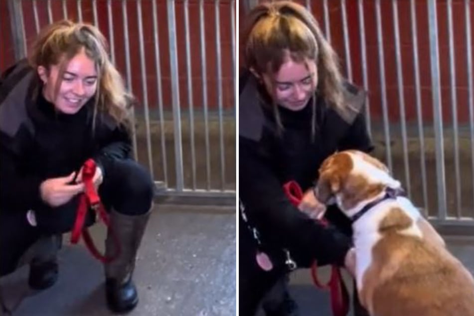 Familie bringt Hund nach vier Jahren ins Tierheim: Sein Blick geht allen unter die Haut