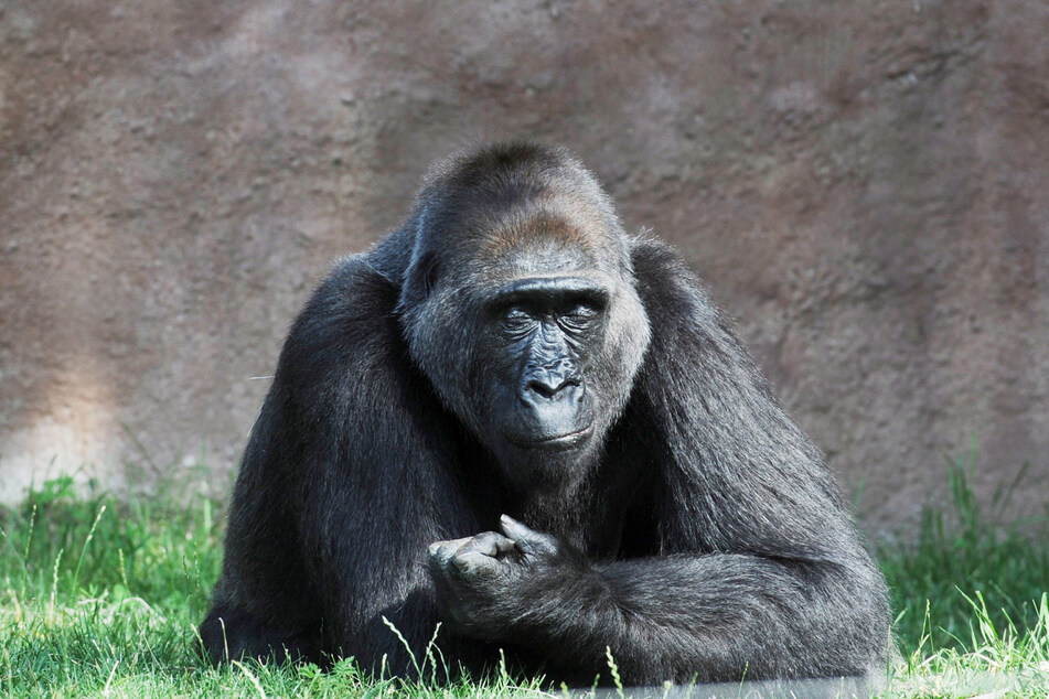 Der Gorilla "Richard" im Prager Zoo.