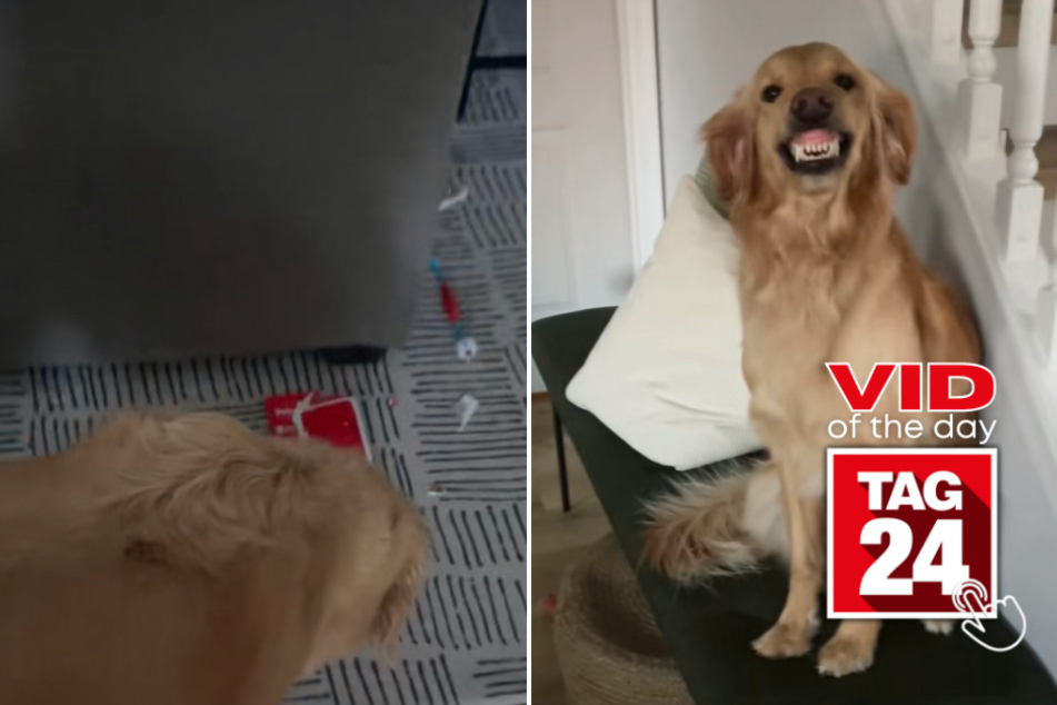 viral videos: Viral Video of the Day for July 12, 2023: Naughty dog goes on hilarious guilt trip