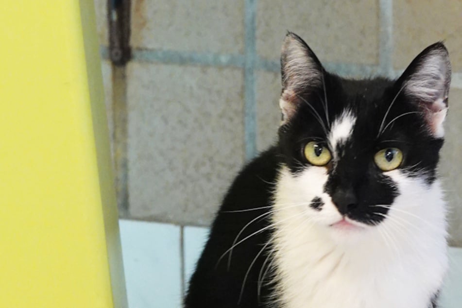 Herzlos im Tierheim sitzengelassen! Dieses Schicksal hat Katze Minka nicht verdient