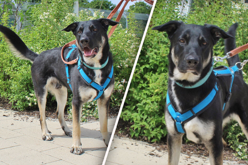 Besitzer weiß nicht mehr weiter: Findet dieser junge Schäferhund trotzdem sein Glück?