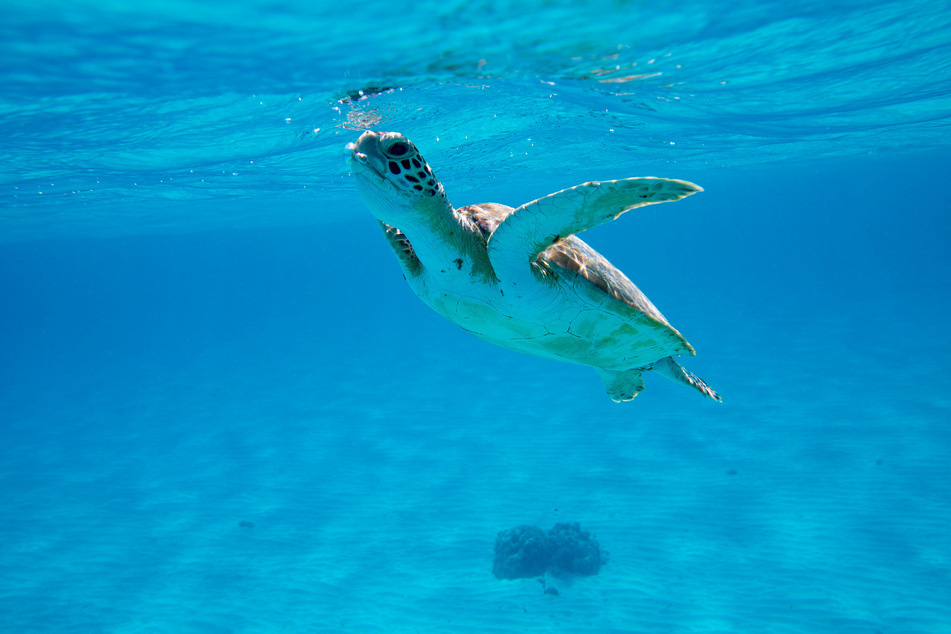 The Kemp's ridley turtle is the most endangered sea turtle species in the world (stock image).