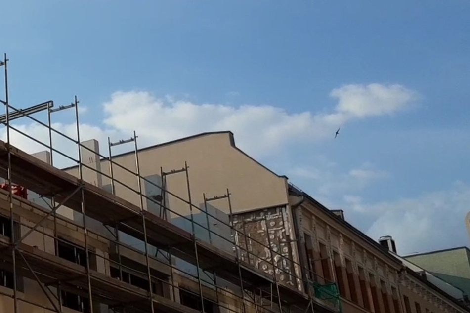 Die Mauersegler-Eltern schwirrten verzweifelt um das Gebäude.