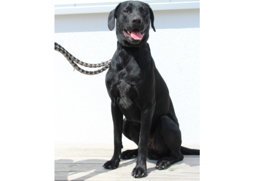 Jagdhund-Mischling Simba.