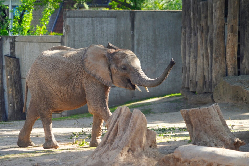 Elani ist die jüngste Elefantenkuh. Sie zieht ebenfalls mit um.