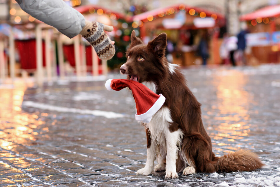 Was auf den ersten Blick romantisch wirkt, birgt viel Stress für Hunde: der Besuch auf dem Weihnachtsmarkt. (Symbolfoto)