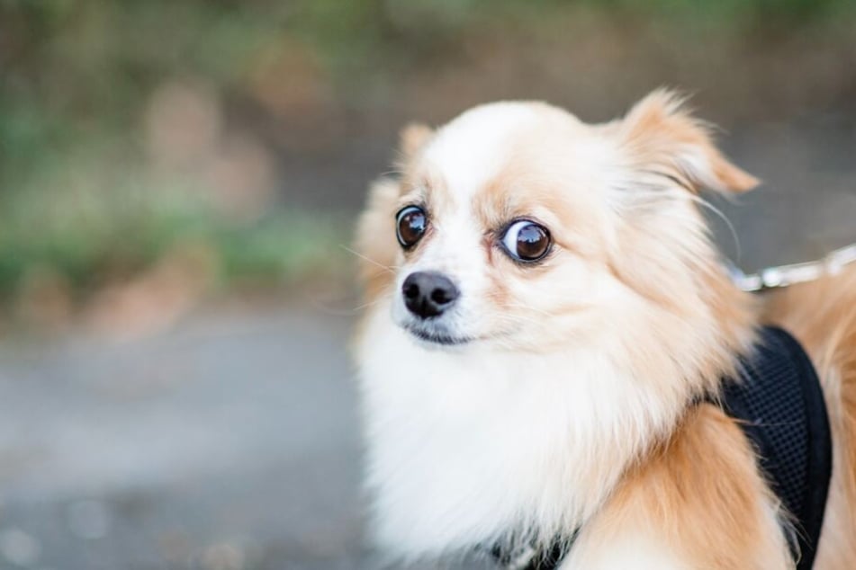 Hundehalter sollten die Ängste ihrer Vierbeiner kennen.