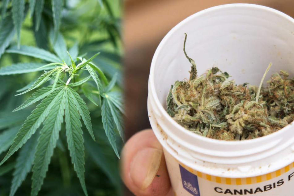 Die Knospen der Cannabis-Pflanze werden in der Medizin verwendet.