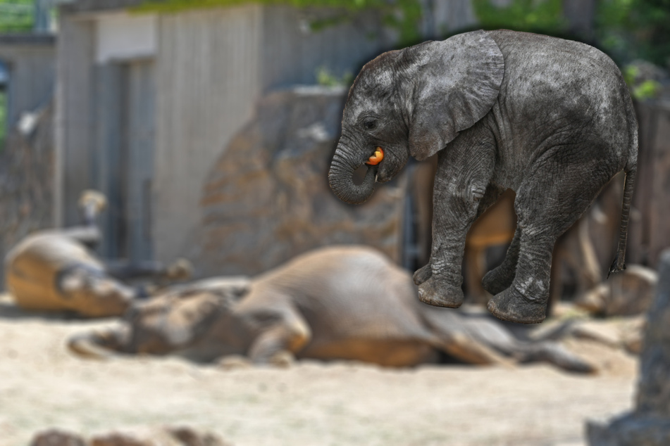 "Er kann fliegen": Elefanten-Baby mit "Dumbo"-Ohren begeistert Zoo