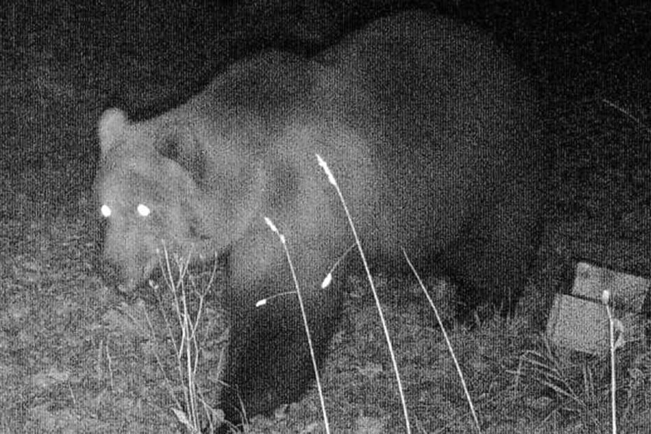 Das Foto einer Wildtierkamera, das in der Nacht zum 23.10.2019 im Landkreis Garmisch-Partenkirchen aufgenommen wurde, zeigt einen Braunbären.