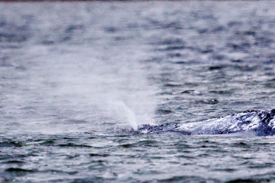 Am Donnerstagmorgen stößt der Buckelwal im Abstand von mehreren Minuten immer wieder Wasserfontänen aus.