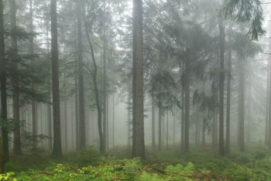 Die Wälder haben unter dem Klimawandel gelitten. (Symbolbild)