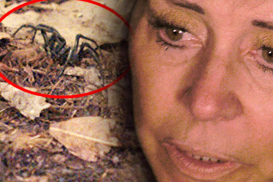 Schock im Dschungel: Giftigste Spinne Australiens mitten im Camp!