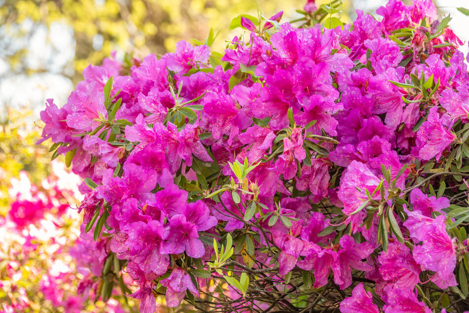 Ein ganzes Wochenende lang wird der Rhododendron in Bad Elster gefeiert. (Symbolfoto)