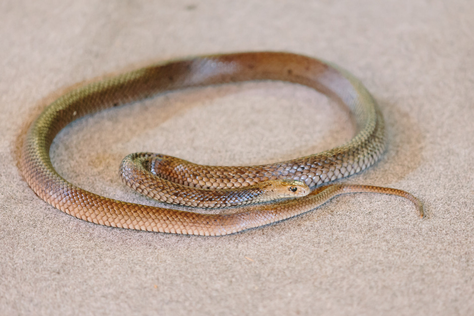 Die Östliche Braunschlange ist eine der giftigsten Schlangen der Welt. (Archivbild)