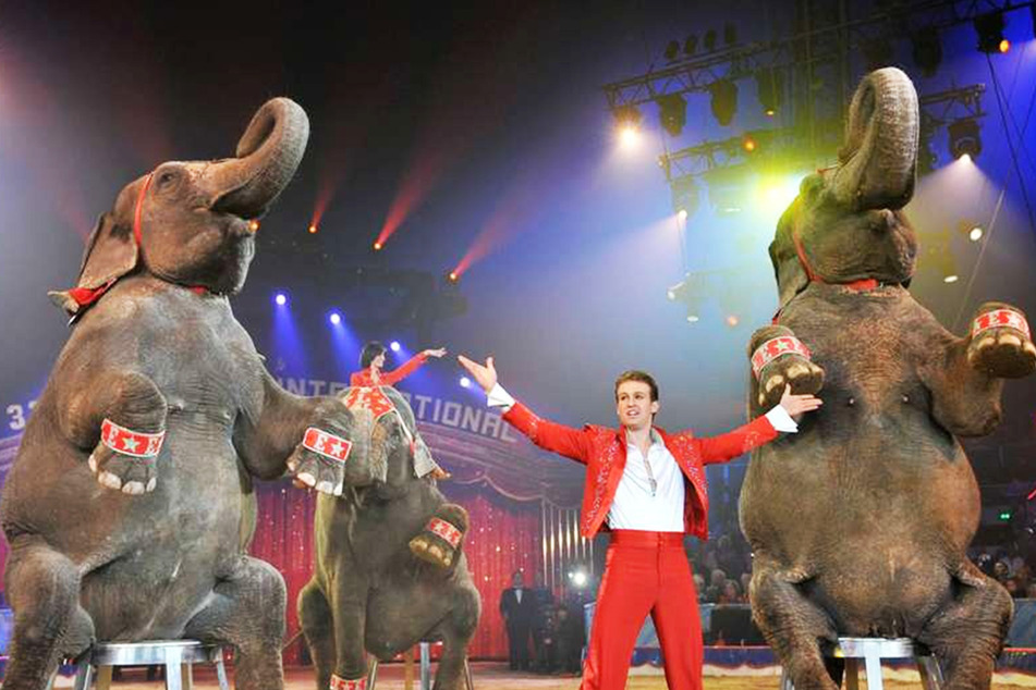 Elvis Errani dirigiert seine Elefantendamen Baby, Yumba und Mala nur mit den Händen.