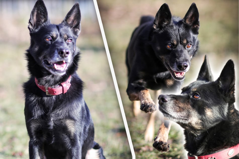 Von der Müllhalde ins Tierheim: Hund Turco wartet nun schon sechs Jahre auf sein Glück