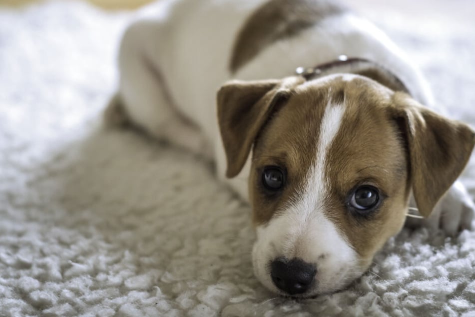 Hund verschluckt wertvollen Diamantring: Wie kommt er da nur wieder raus?