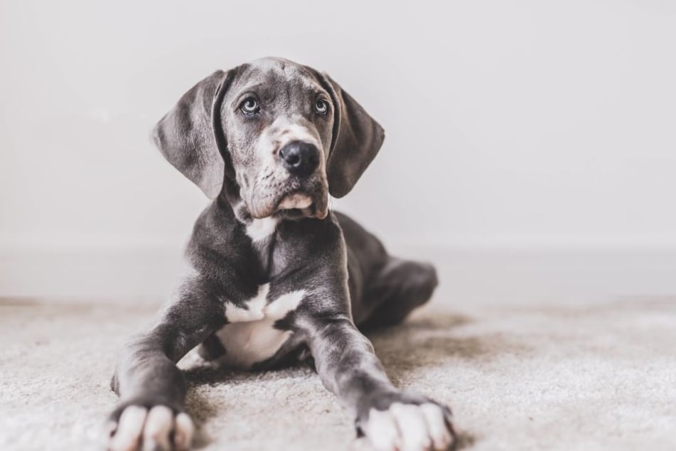 Great Danes become real giants, as Freddy, the biggest dog in the world, proves!