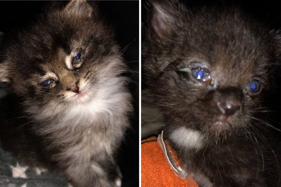Die kleinen Katzen kamen sehr krank zur "Babyklappe". Auch sie müssen medizinisch versorgt werden.