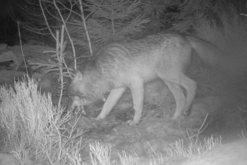 Wolfstrio im Nationalpark Bayerischer Wald unterwegs!