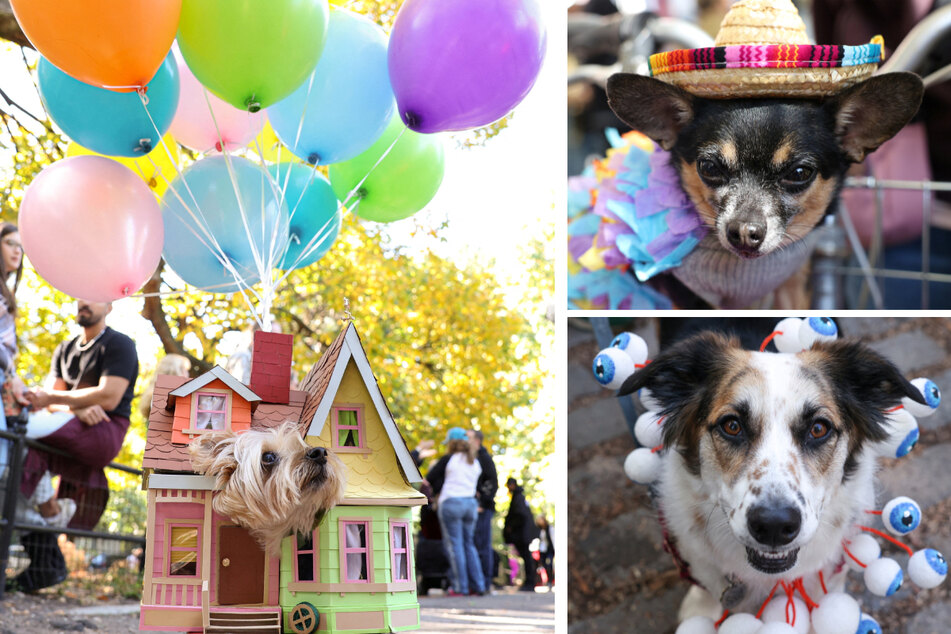 The best doggy costumes from the New York Halloween dog parade