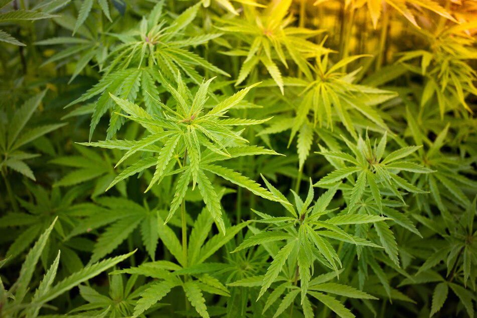 Tausende Cannabis-Pflanzen gefunden: 49-Jähriger flüchtet vor Polizei-Hubschrauber