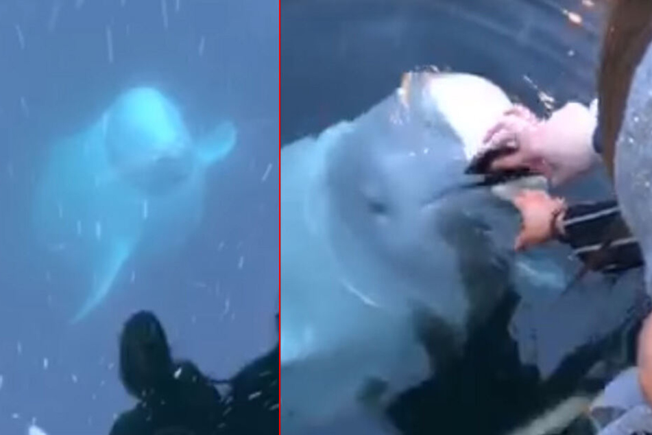 Hier bringt der Beluga-Wal das Handy der 21-Jährige zurück an die Wasseroberfläche.