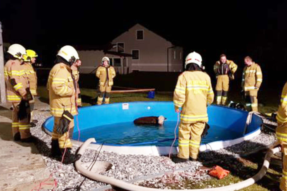 Zahlreiche Einsatzkräfte pumpten Wasser aus dem Pool, um das Tier zu retten.