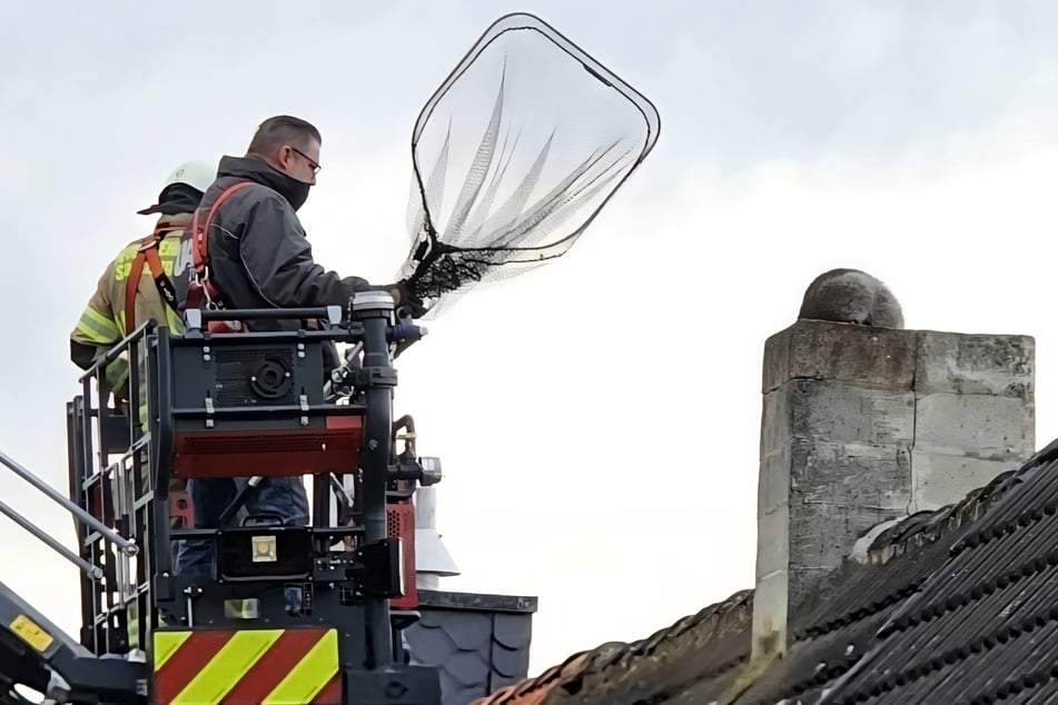 In Burg steckte ein Waschbär im Schornstein fest.