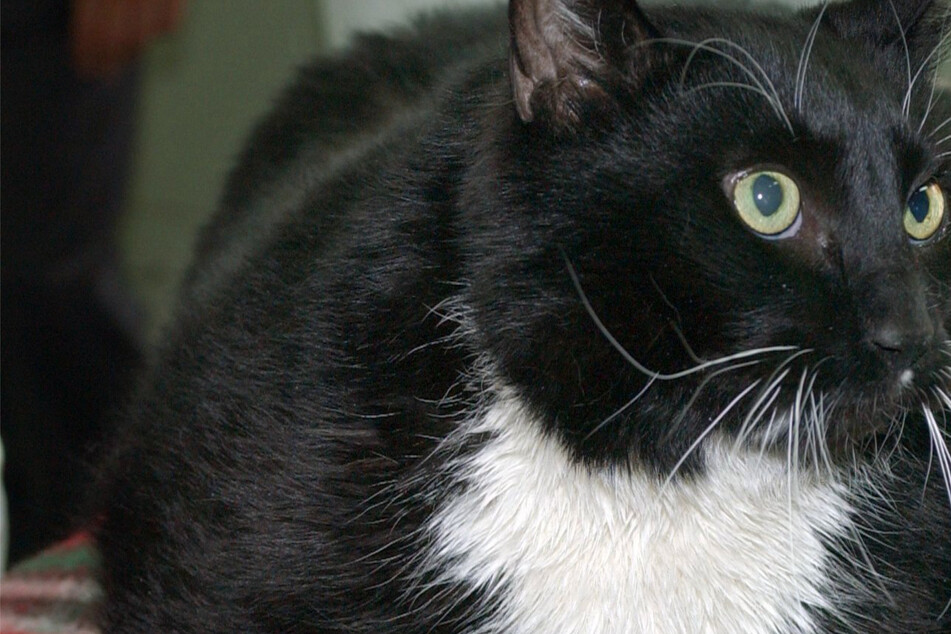 "Komme zu Hause nicht mehr rein, bin zu fett": Katze bekommt öffentliche Lektion erteilt!