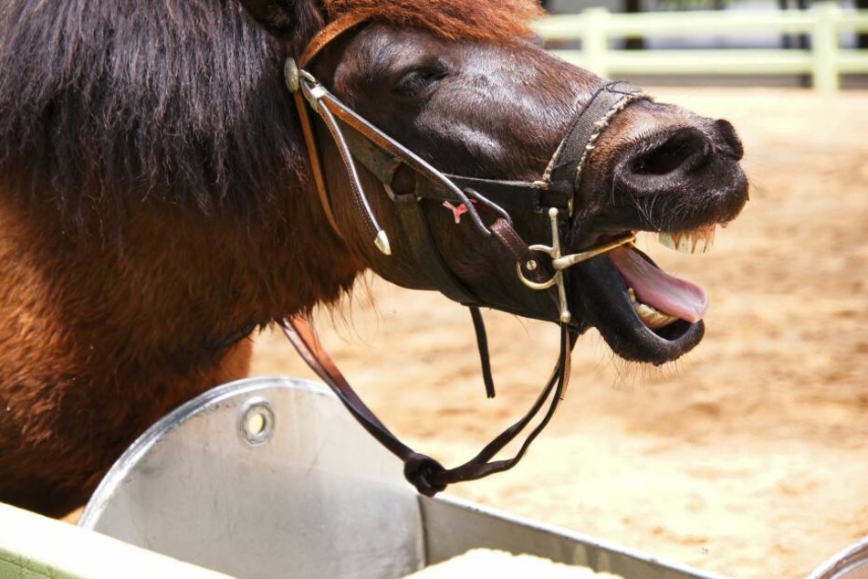 Ob das Pferd von einer Weide ausgebüxt war, blieb nach Polizeiangaben zunächst unklar. (Symbolbild)