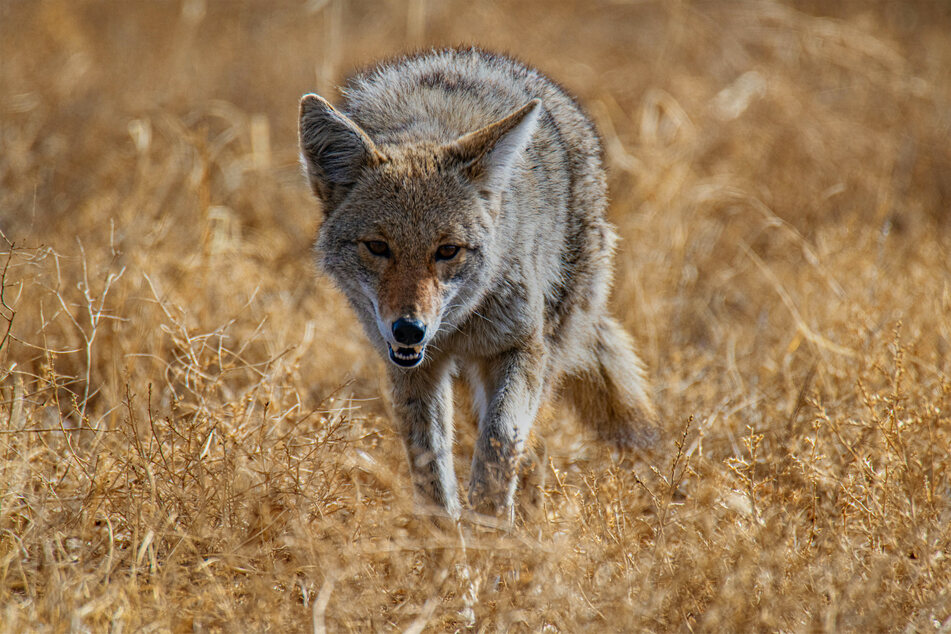 Coyotes are wild, and incredibly dangerous, dogs.