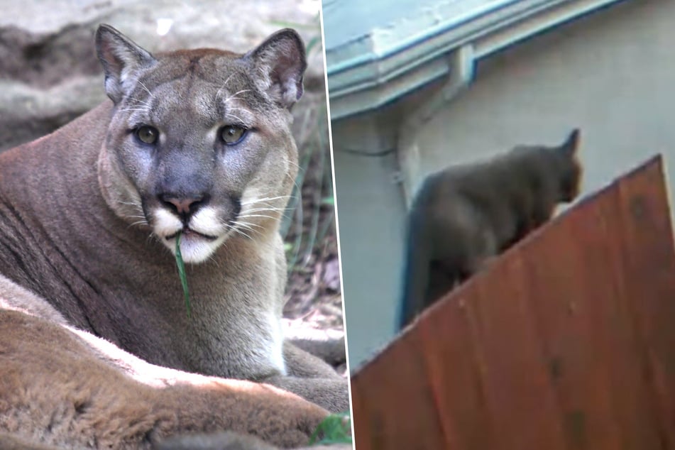 Hefty cat causes panic after being mistaken for mountain lion!