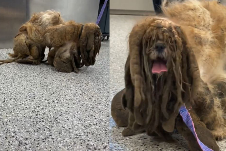 So fresh and so clean: A tangled dog is trapped under shocking amount of matted hair