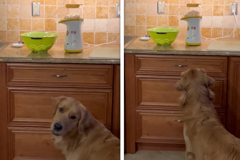 Golden Retriever Kiko is completely captivated by his owner's popcorn machine.