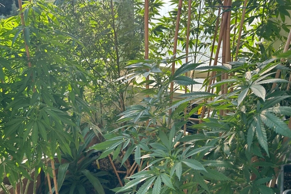 Auf seinem Balkon hatte ein 37-Jähriger über 30 Cannabispflanzen gelagert.