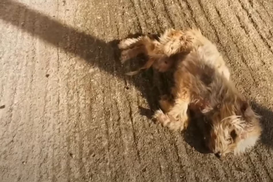 Kleiner Hund liegt sterbend am Boden: Dann tauchen zwei Frauen auf