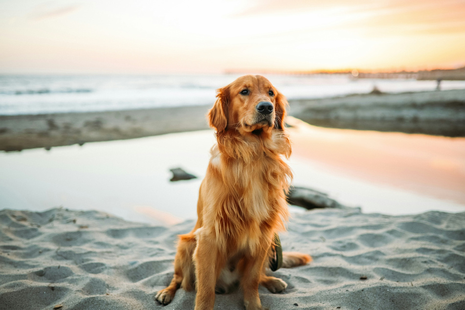 Golden retrievers are the sweetest dogs in the entire world.