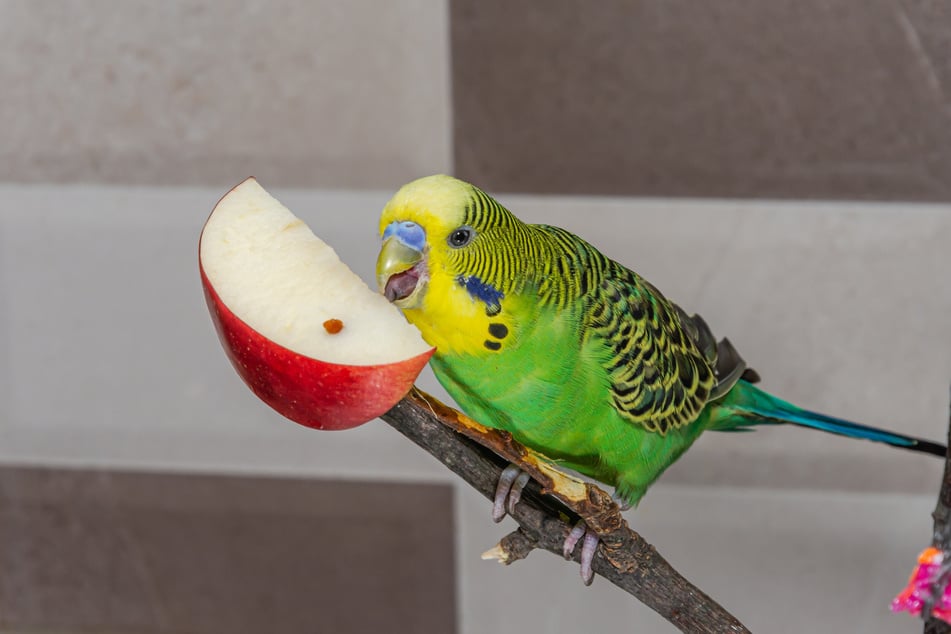 Wellensittiche knabbern gern an Apfel.